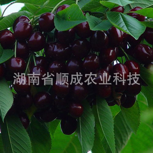 南方、進(jìn)口黑櫻桃